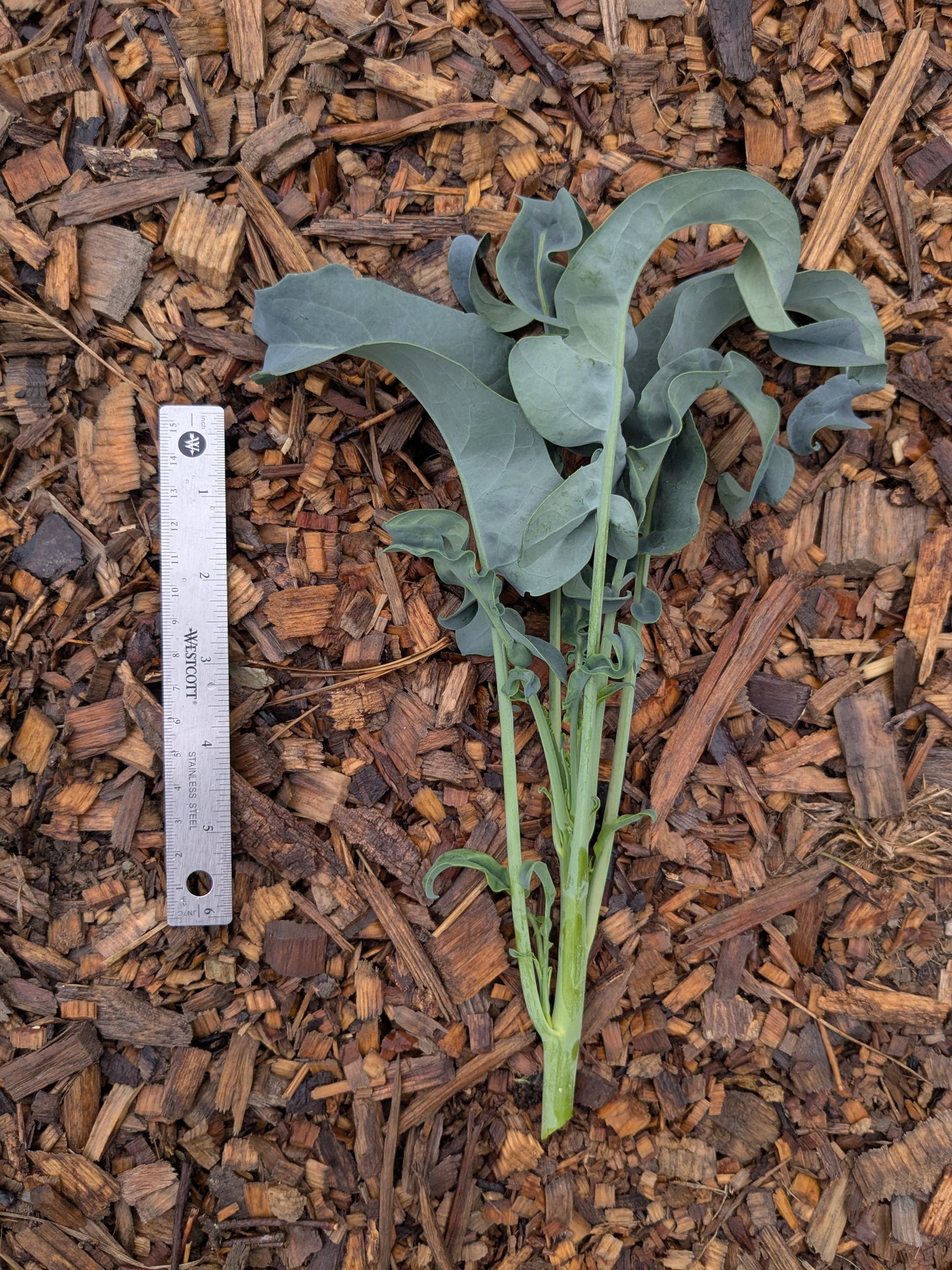 Broccoli leaf - Spigarello