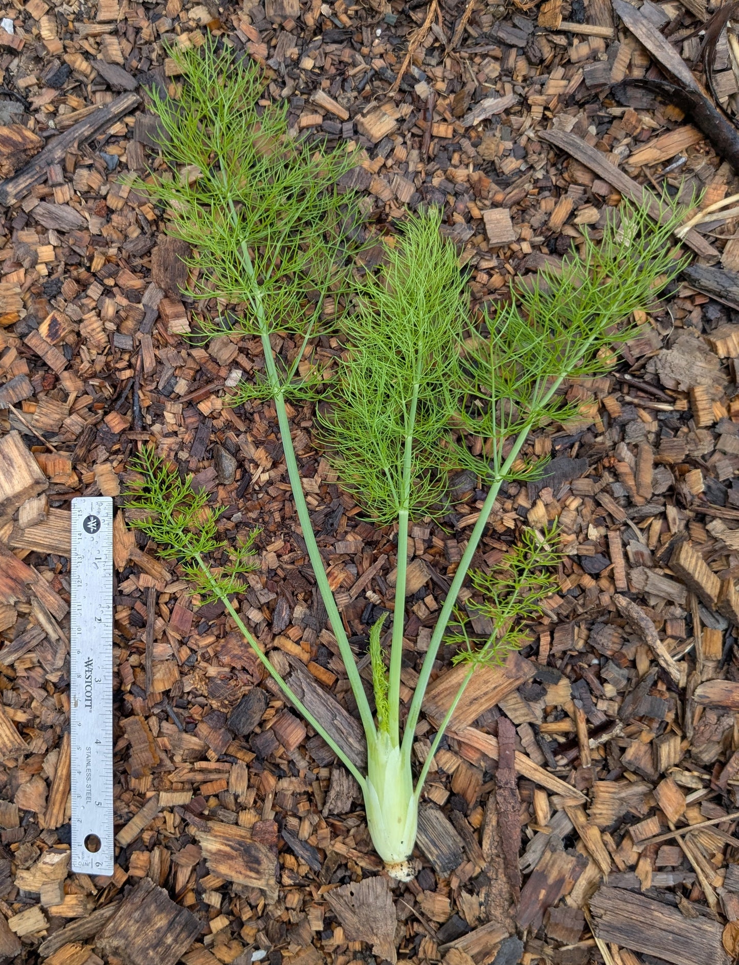 Fennel - Preludio