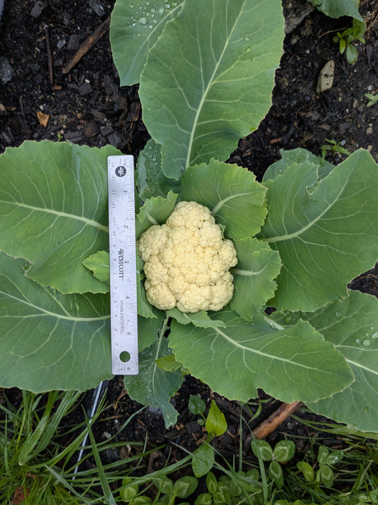 Cauliflower - Fioretto