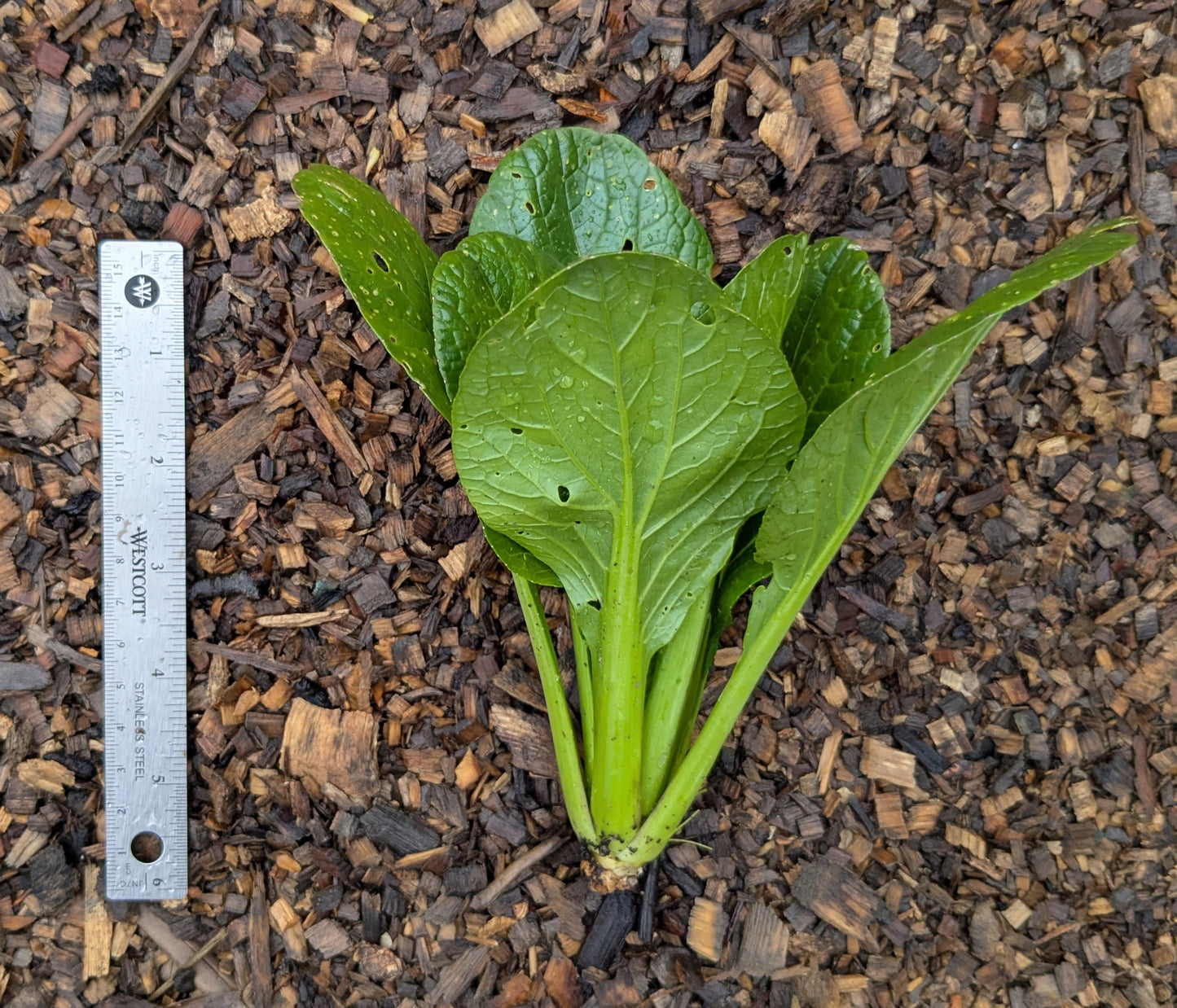 Bok Choi - Black Summer