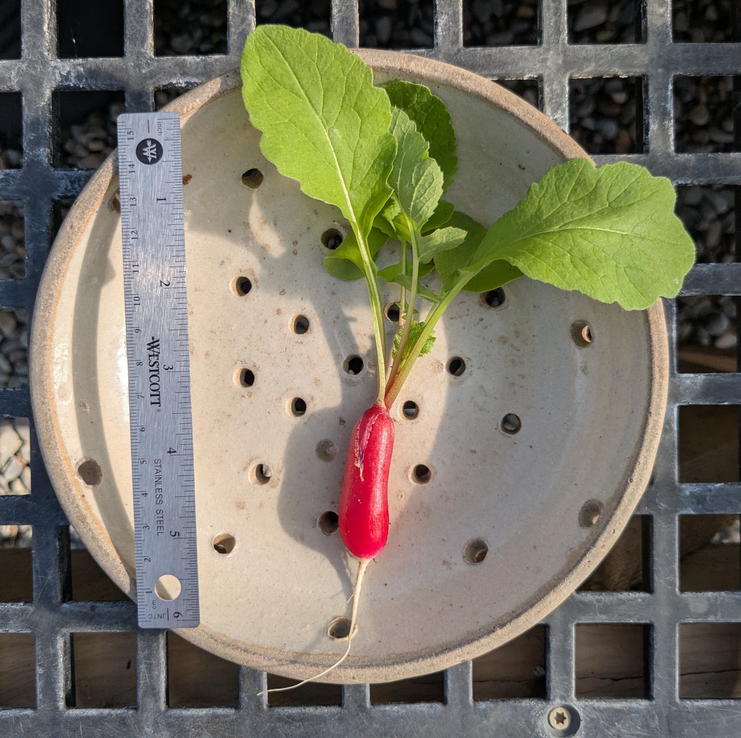 Radish - French Breakfast